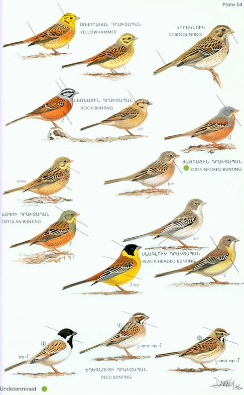 Field Guide to birds of Armenia - Martin S. Adamian 1997